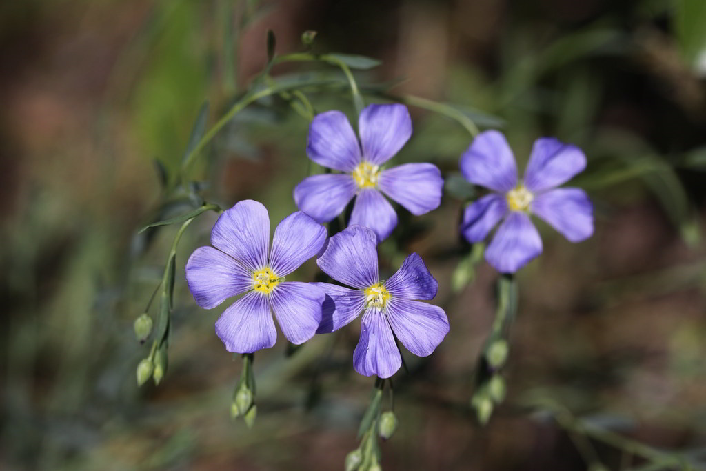 Linum perenne / Лён многолетний