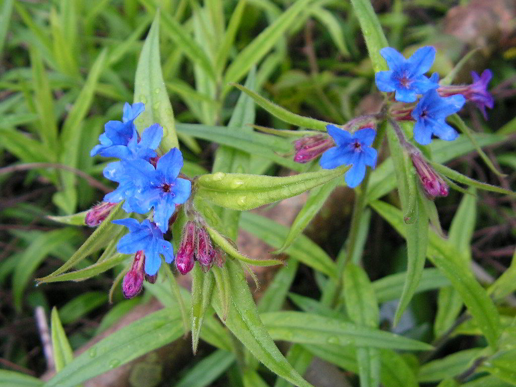 Lithospermum purpurocaeruleum / Воробейник пурпурно-синий
