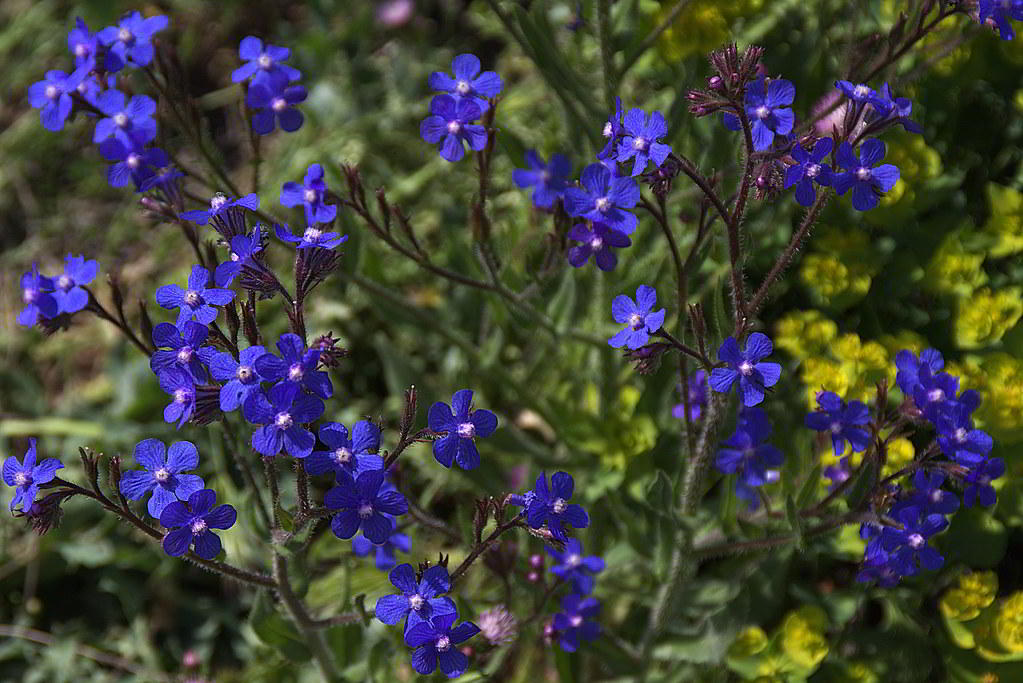 Anchusa azurea / Анхуза голубая, или итальянская