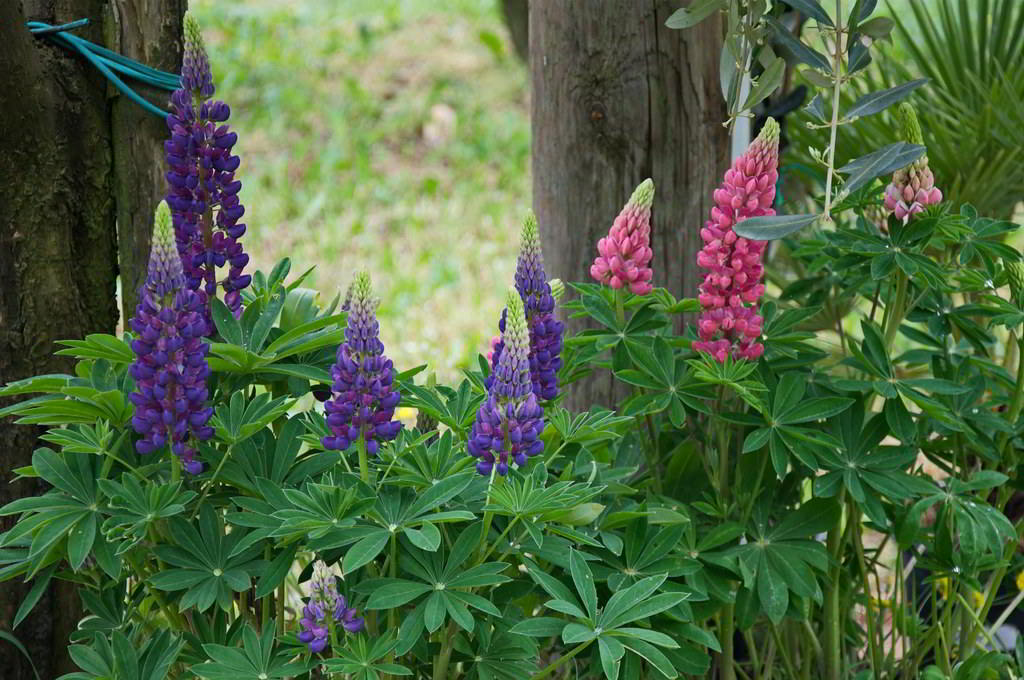 Lupinus Cultivars / Люпин гибридный