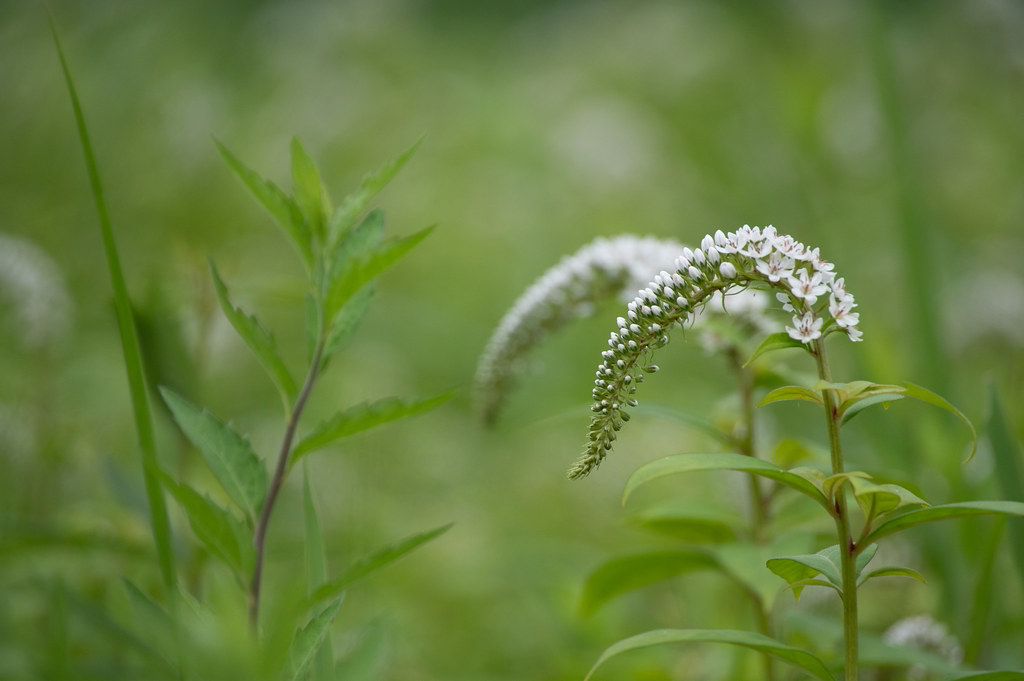 Lysimachia clethroides / Вербейник клетровидный, или ландышевый