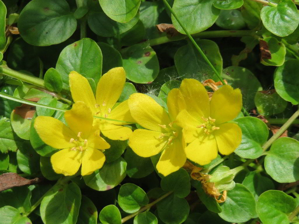 Lysimachia nummularia / Вербейник монетчатый, луговой чай