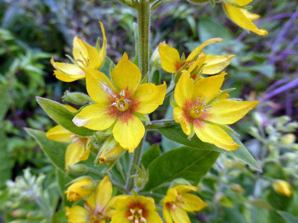 Lysimachia punctata / Вербейник точечный