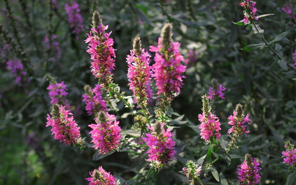 Lythrum salicaria «Robert» / Дербенник ивоподобный «Robert»