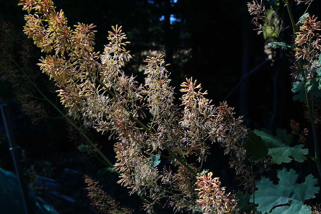 Macleaya cordata var. cordata / Маклейя сердцевидная