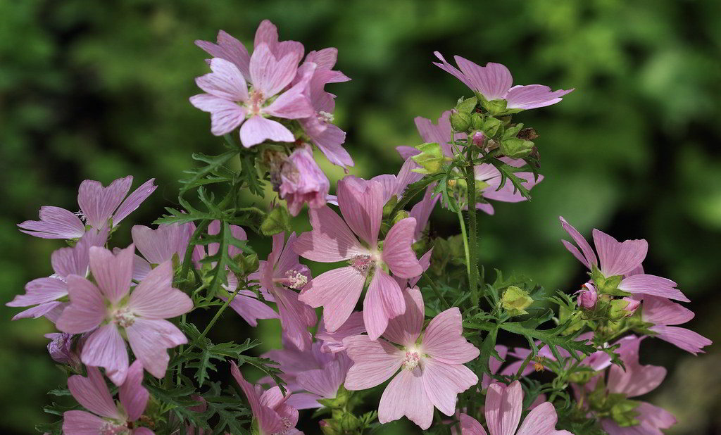 Malva moschata / Мальва мускусная