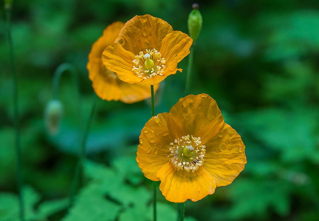 Meconopsis cambrica / Меконопсис камбрийский