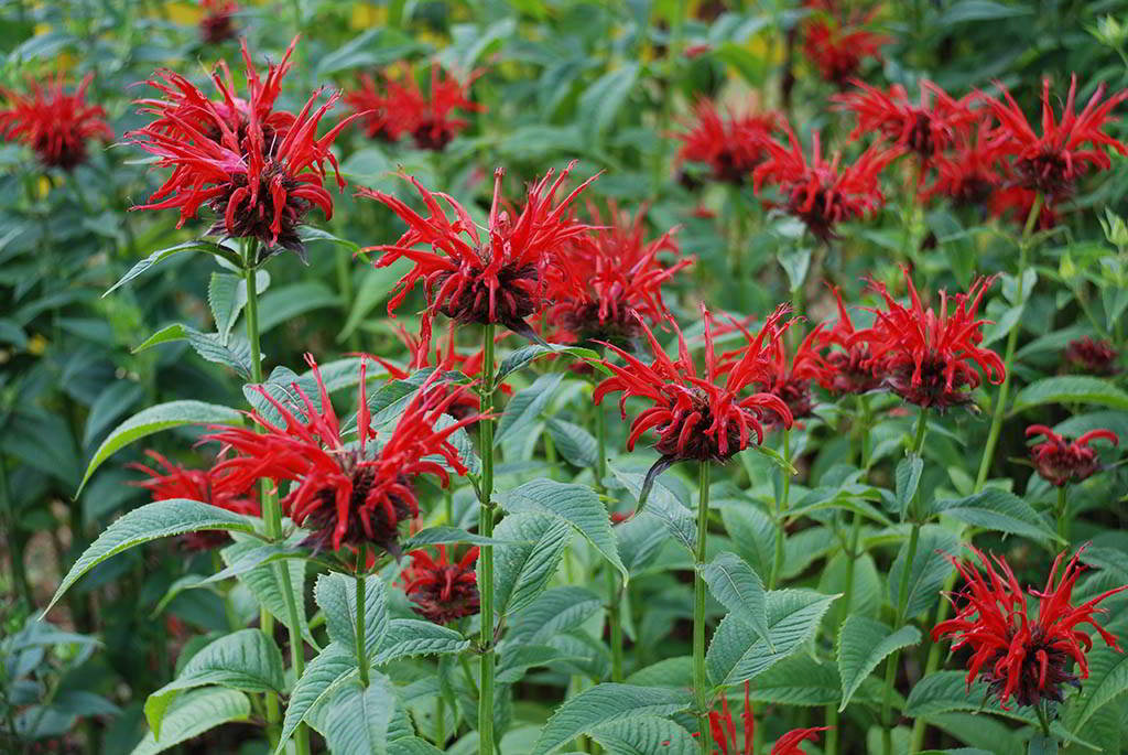 Monarda Cultivars / Монарда гибридная