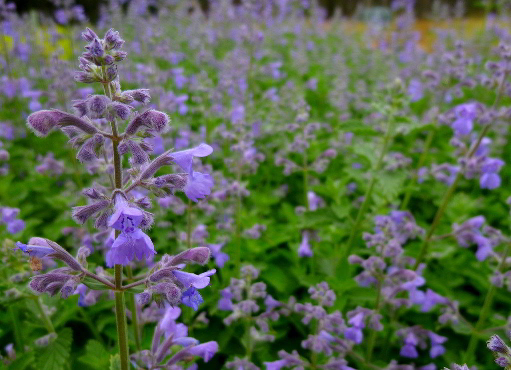 Nepeta x faassenii / Котовник Фассена