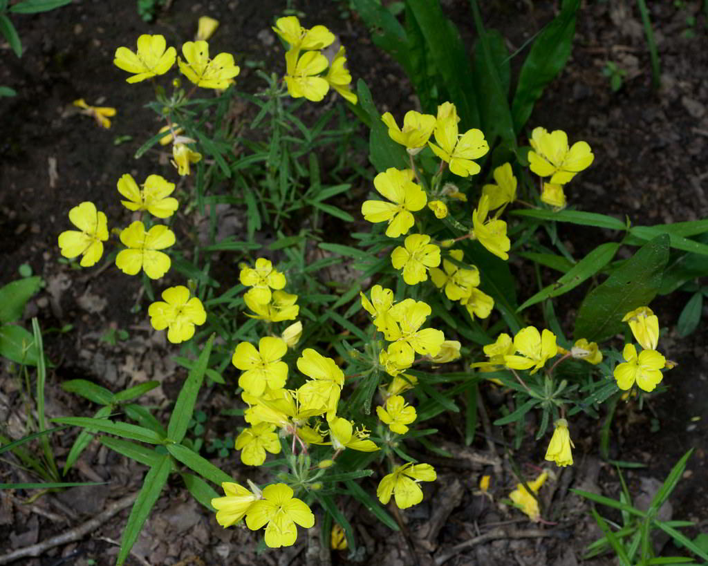 Oenothera fruticosa subsp. fruticosa / Энотера кустарниковая