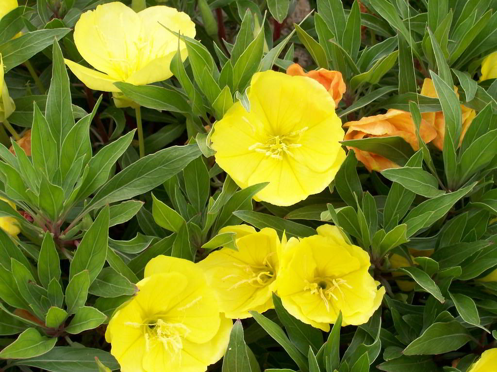 Oenothera macrocarpa / Энотера крупноплодная