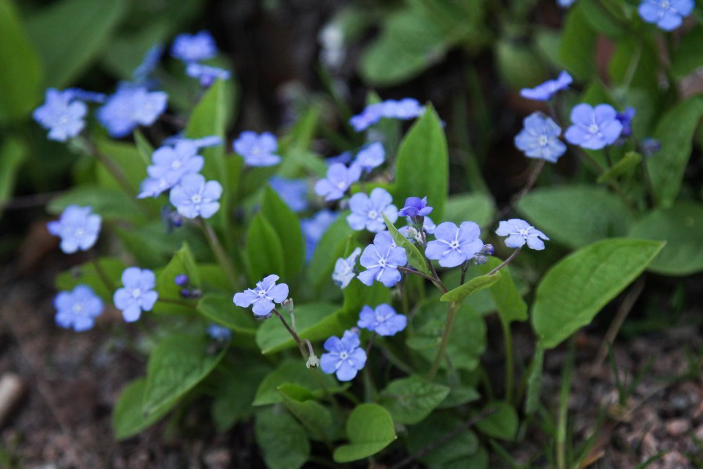 Omphalodes verna / Пупочник весенний