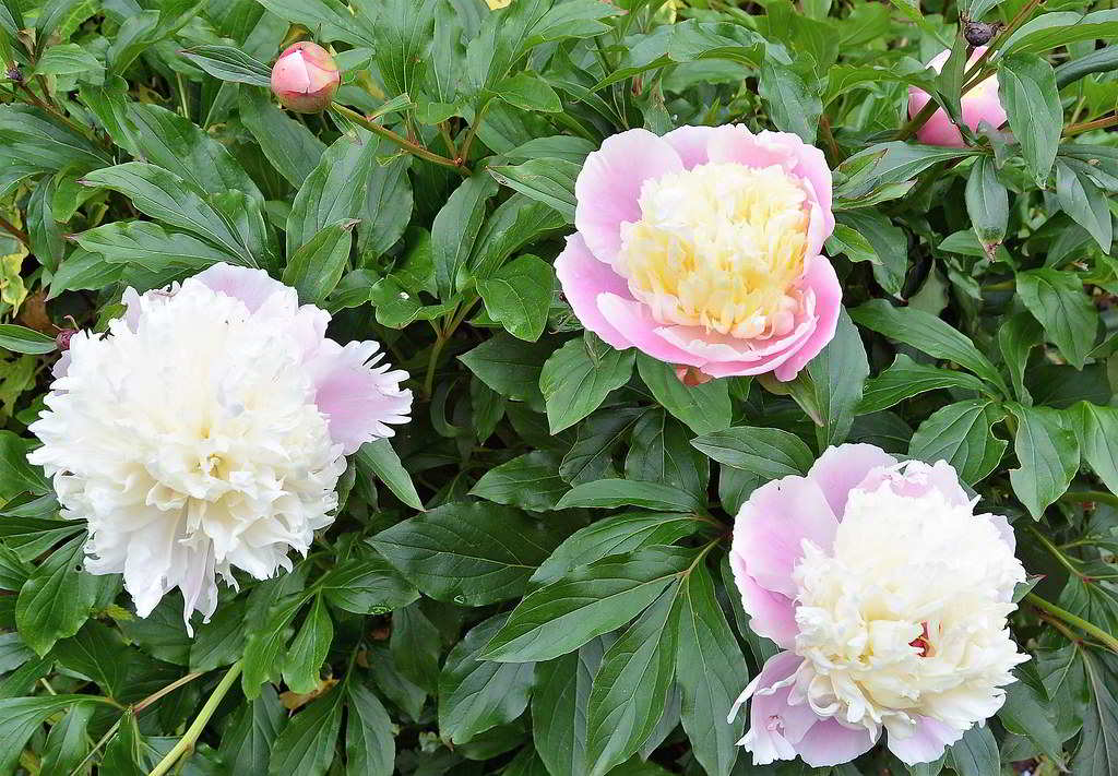 Paeonia lactiflora / Пион молочноцветковый