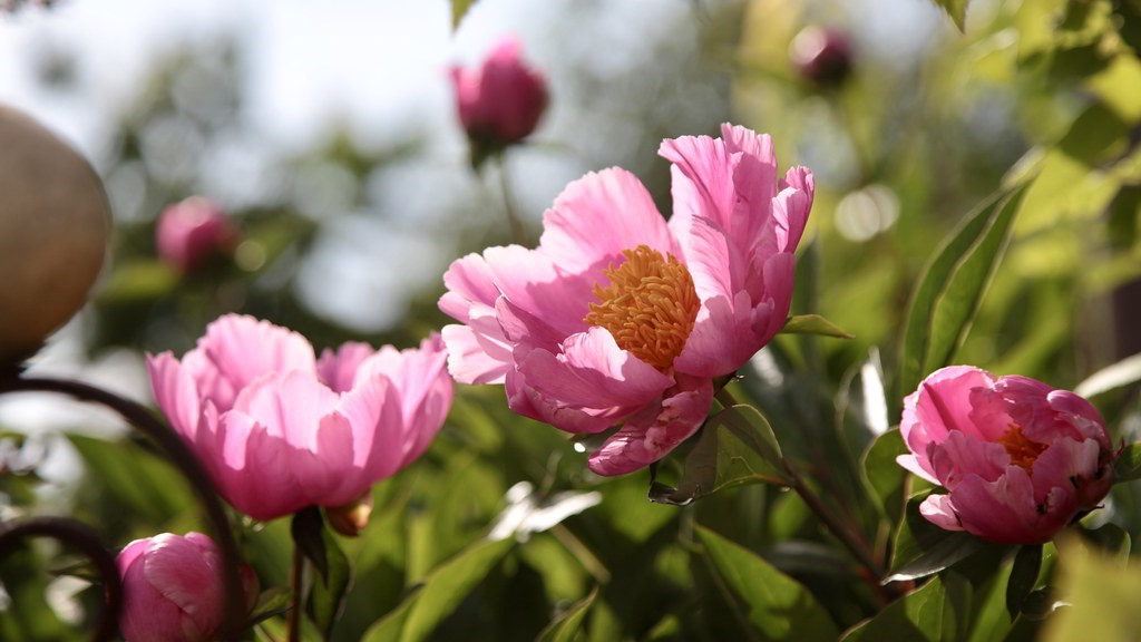 Paeonia officinalis subsp. officinalis / Пион лекарственный