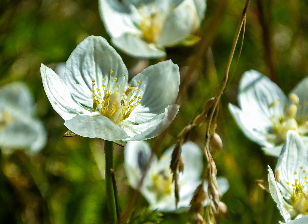 Papaver alpinum subsp. alpinum / Мак альпийский