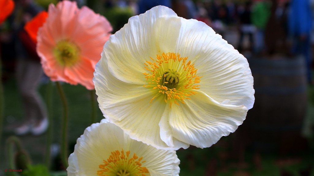 Papaver nudicaule / Мак голостебельный