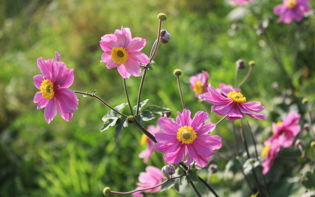 Anemone hupehensis var. hupehensis / Анемона хубэйская (хубэйская разновидность)