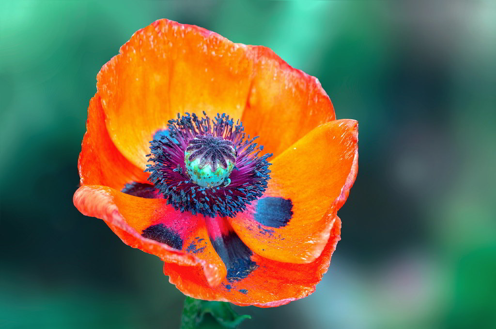 Papaver orientale / Мак восточный