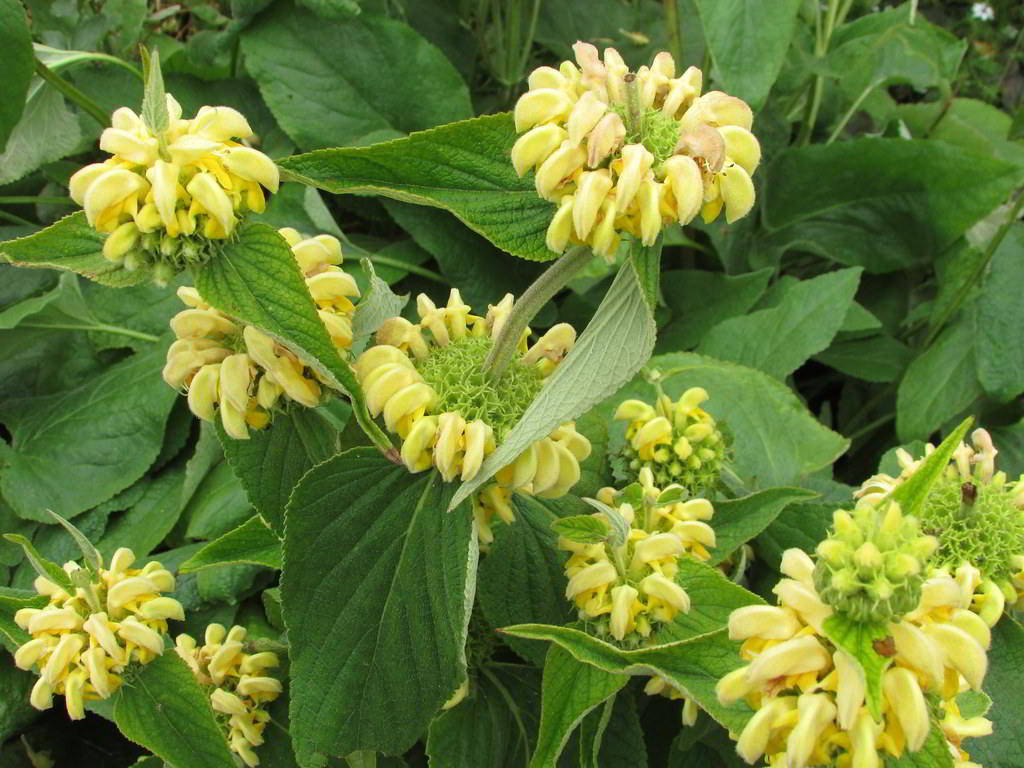 Phlomis russeliana / Зопник Рассела