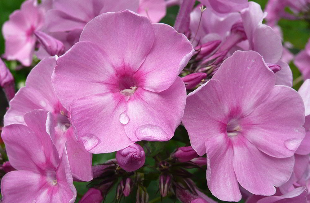 Phlox douglasii / Флокс Дугласа