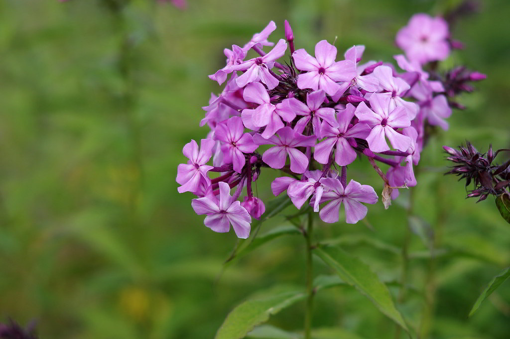 Phlox paniculata / Флокс метельчатый