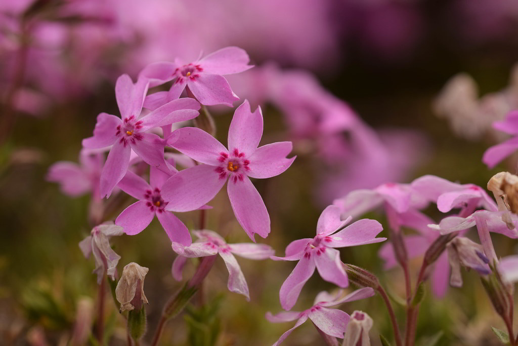 Phlox subulata subsp. subulata / Флокс шиловидный