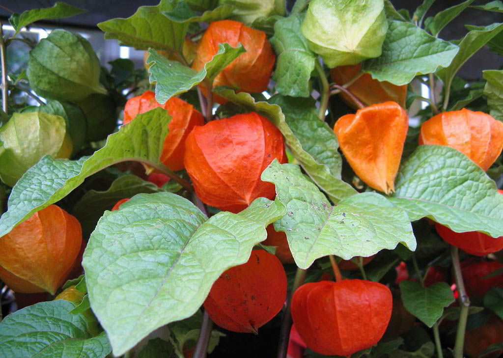 Physalis alkekengi var. franchetii / Физалис обыкновенный