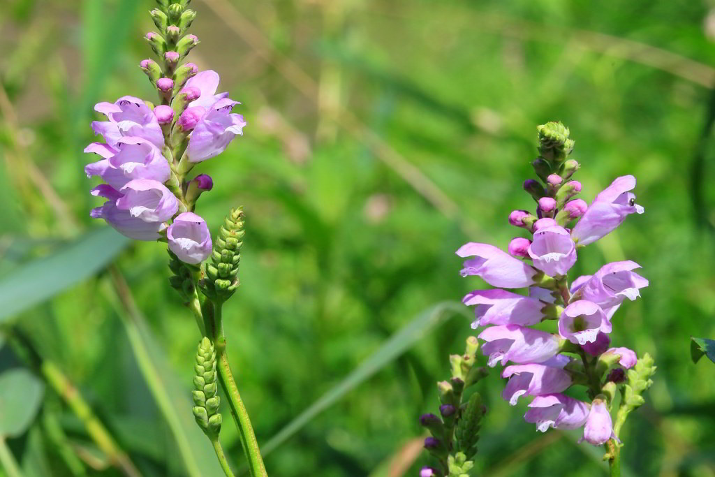 Physostegia virginiana / Физостегия виргинская