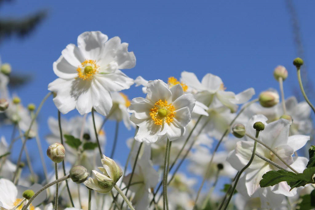 Anemone hupehensis var. japonica / Анемона хубэйская (японская разновидность)