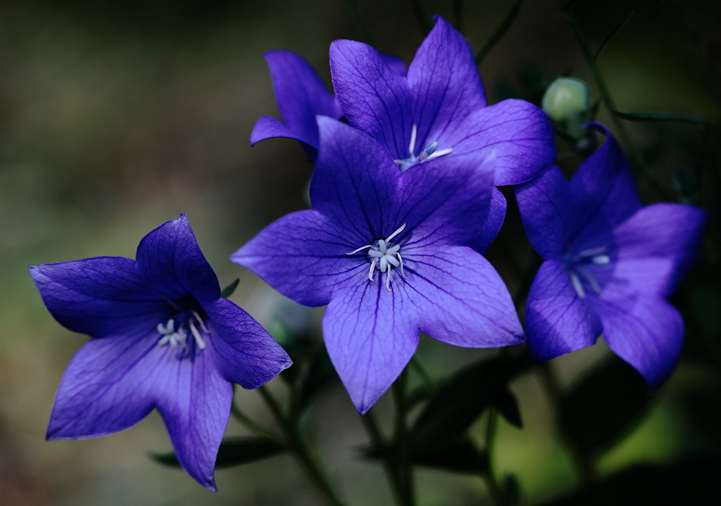 Platycodon grandiflorus / Платикодон крупноцветковый