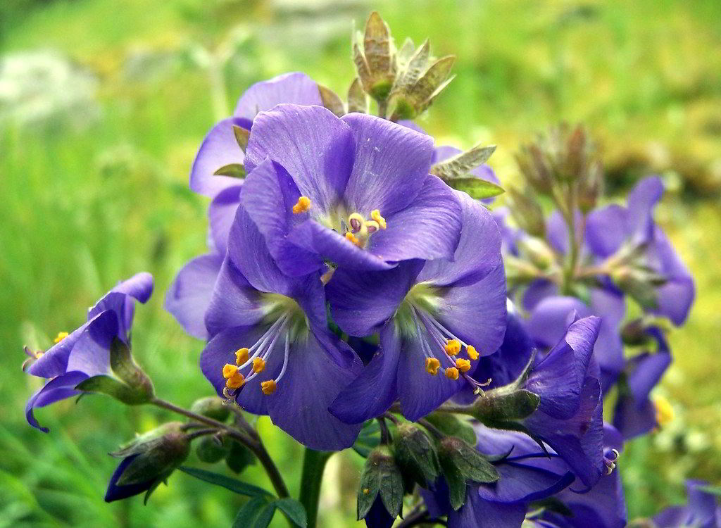 Polemonium caeruleum subsp. caeruleum / Синюха голубая