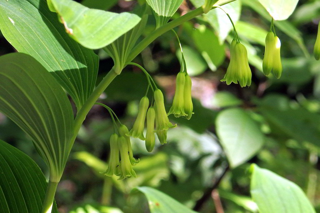 Polygonatum multiflorum / Купена многоцветковая, соломонова печать