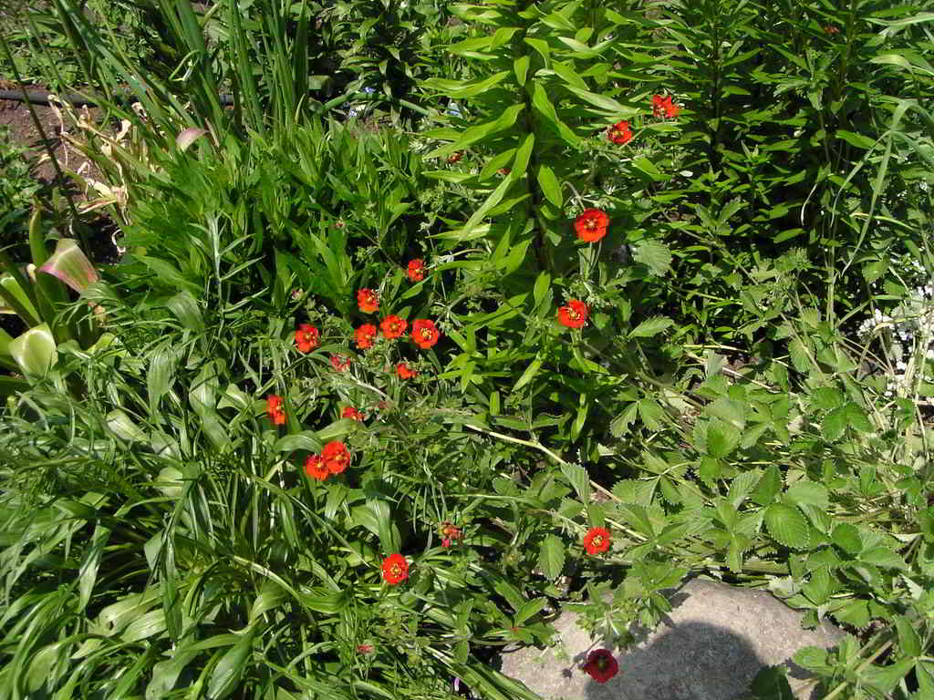 Potentilla atrosanguinea «Gibson Scarlet» / Лапчатка кроваво-красная «Gibson Scarlet»