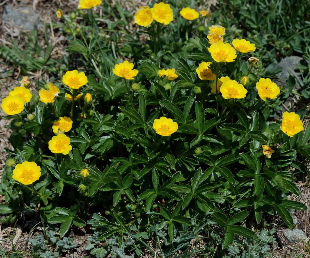 Potentilla aurea subsp. aurea / Лапчатка золотистая