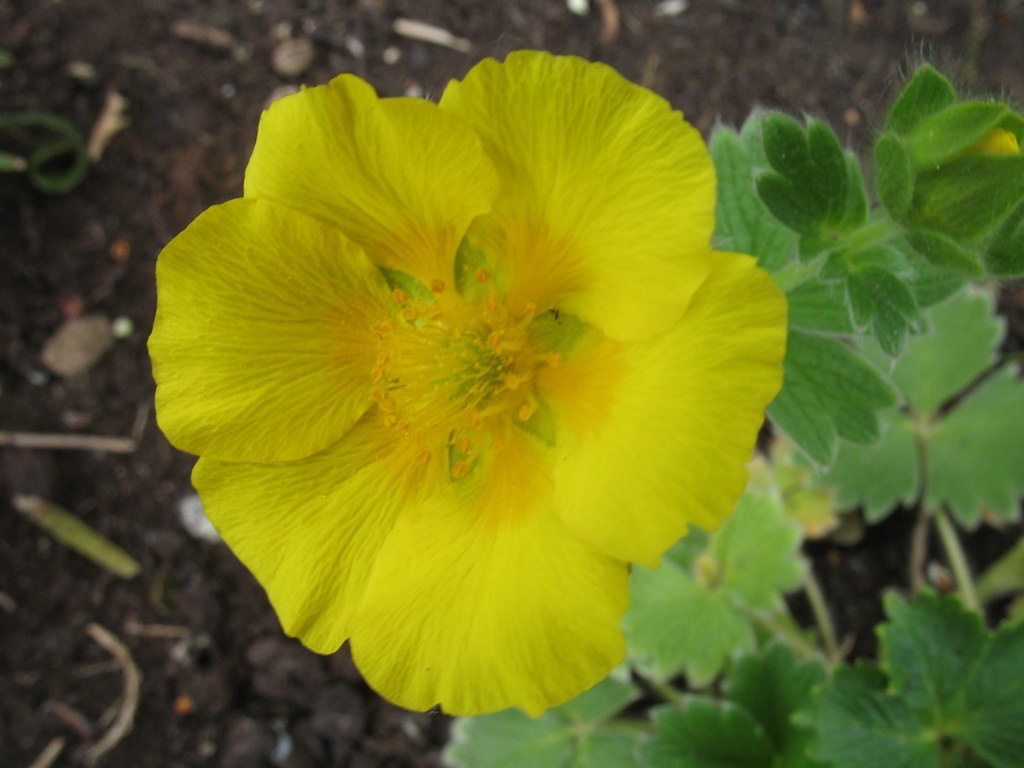 Potentilla megalantha / Лапчатка крупноцветковая