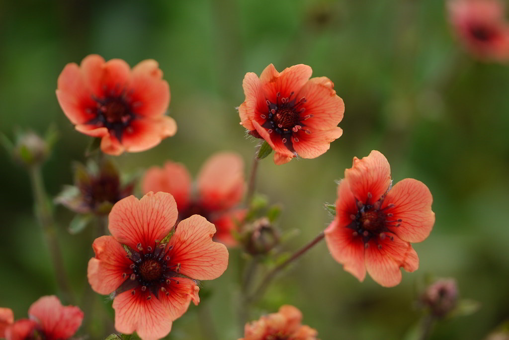 Potentilla nepalensis «Miss Willmott» / Лапчатка непальская «Miss Willmott»