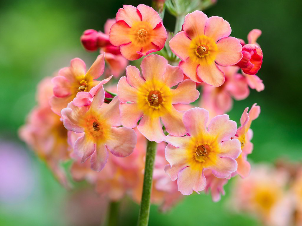 Primula x bullesiana / Примула гибридная