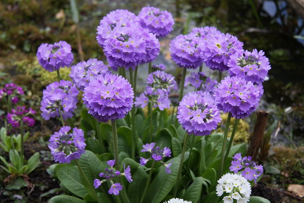 Primula denticulata «Cashmeriana» / Примула мелкозубчатая «Cashmeriana»