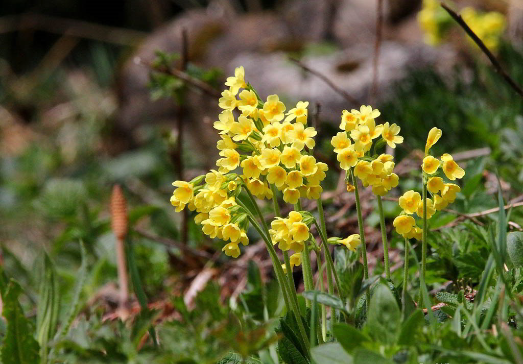 Primula elatior subsp. elatior / Примула высокая