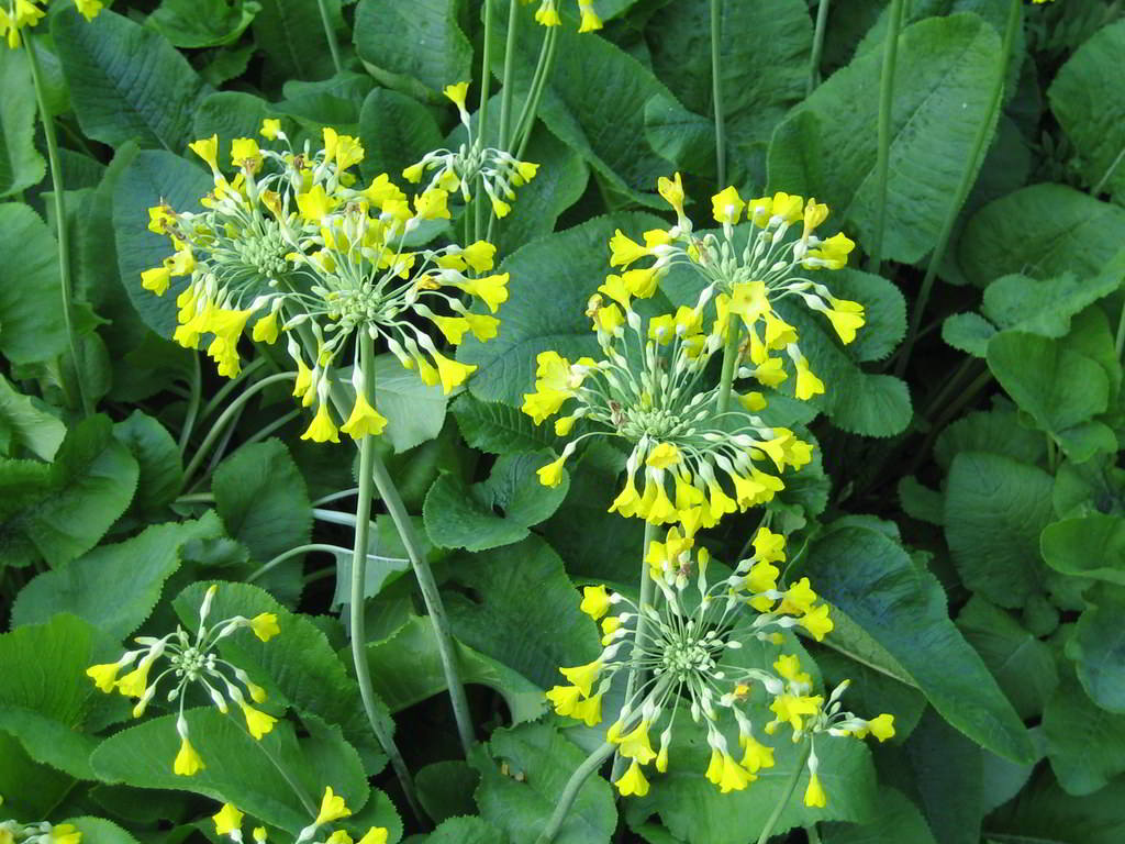 Primula florindae / Примула Флоринды