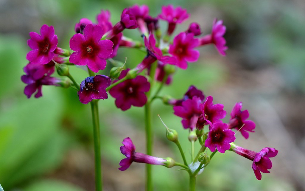 Primula japonica / Примула японская