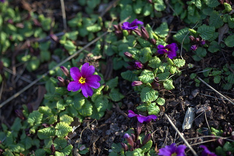 Primula x pruhoniciana «Wanda» / Примула пругоницкая гибридная «Wanda»