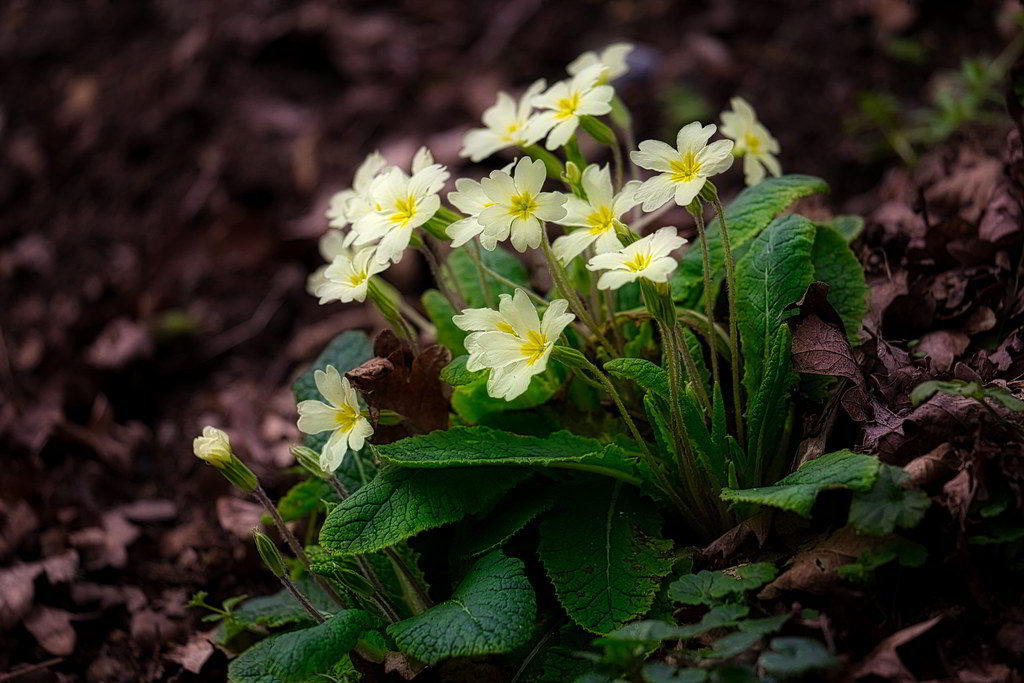 Primula vulgaris subsp. vulgaris / Примула обыкновенная