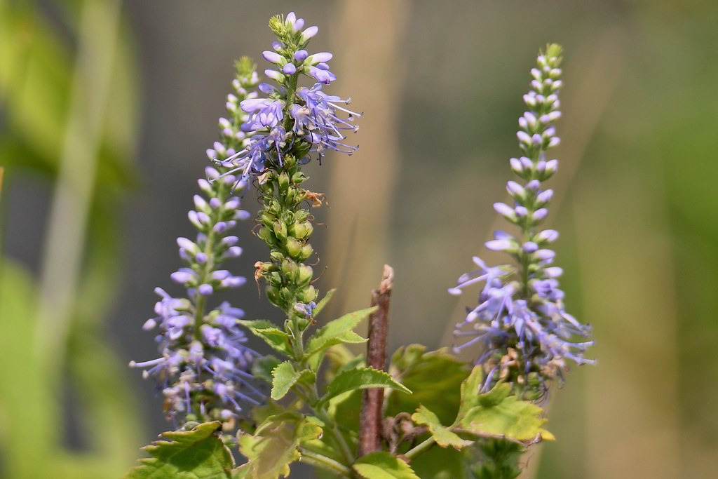 Pseudolysimachion longifolium subsp. longifolium / Вероника (вероничник) длиннолистная