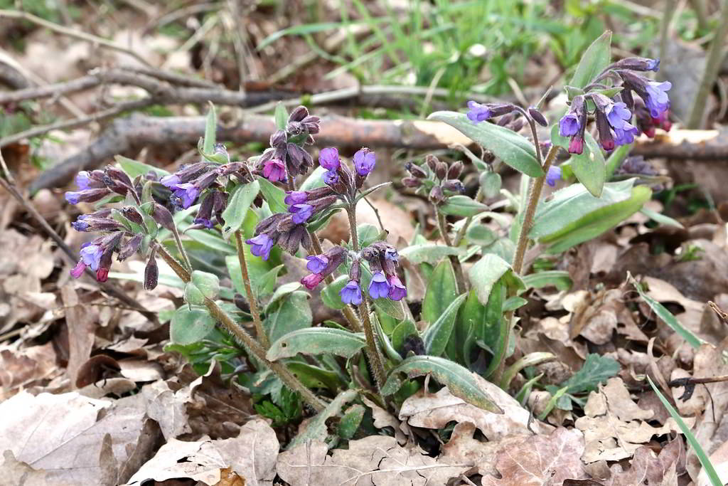 Pulmonaria angustifolia «Azurea» / Медуница узколистная «Azurea»