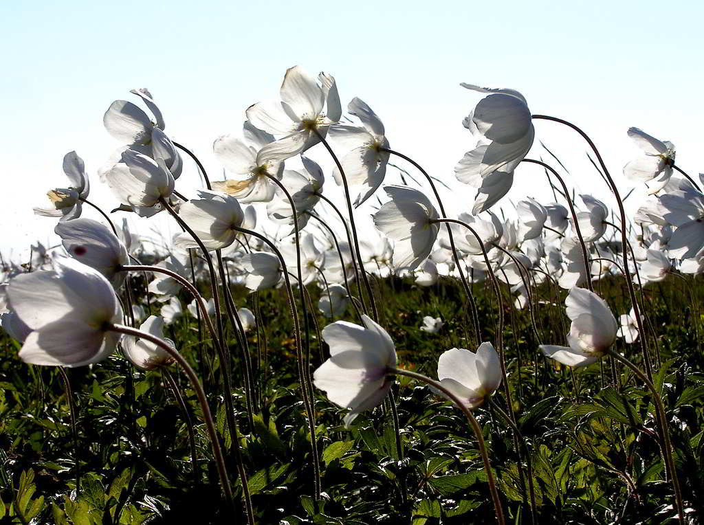 Anemone sylvestris / Ветреница лесная