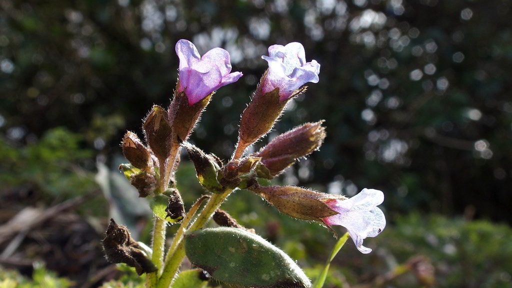 Pulmonaria officinalis «Sissinghurst White» / Медуница лекарственная «Sissinghurst White»