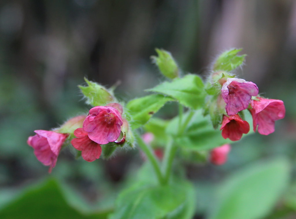 Pulmonaria rubra / Медуница красная