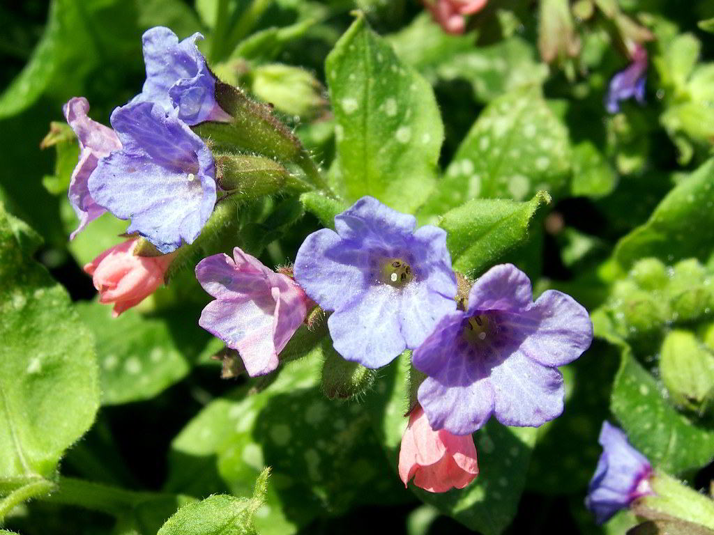 Pulmonaria saccharata «Mrs. Moon» / Медуница сахарная (пятнистая) «Mrs. Moon»