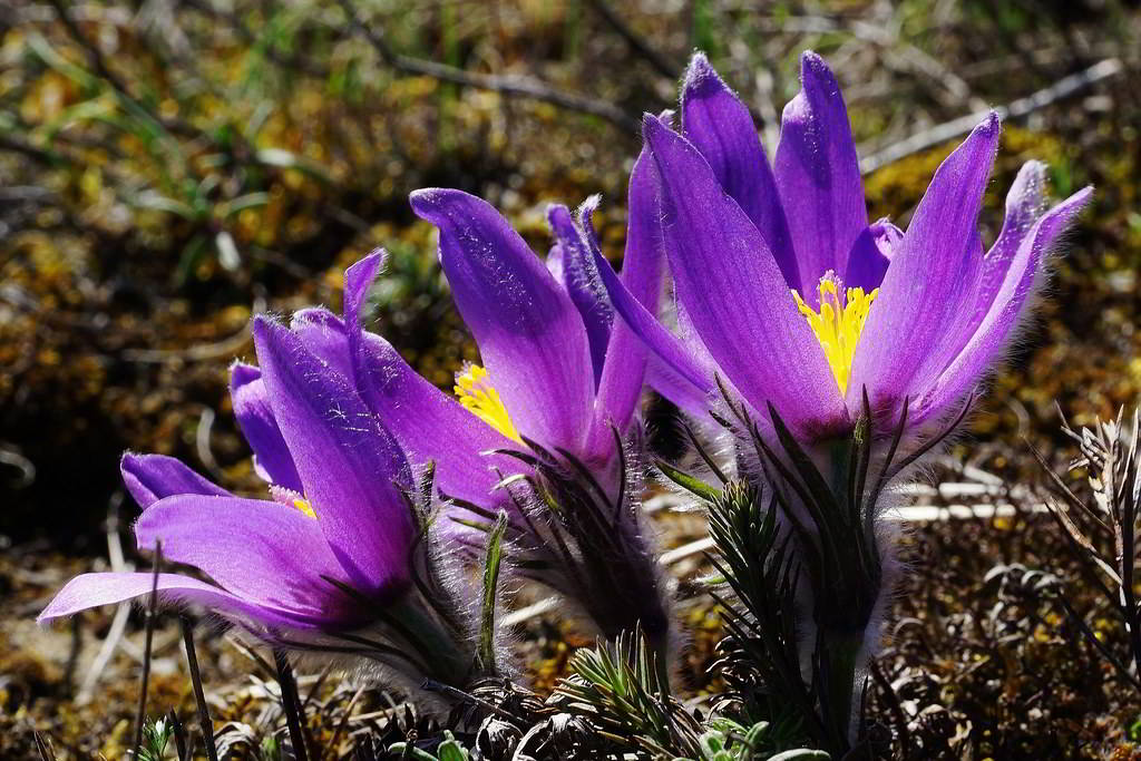 Pulsatilla vulgaris subsp. vulgaris / Прострел обыкновенный